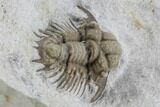 Bug X Acanthopyge Trilobite - Black Cat Mountain, Oklahoma #95733-3